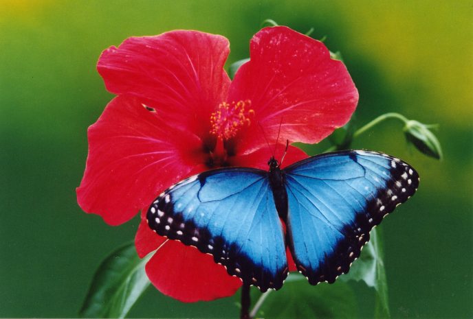 Blauer Morpho auf rotem Hibiskus